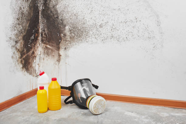 Best Attic Mold Removal  in Saw Creek, PA