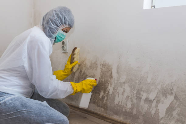 Best Local Mold Removal Service  in Saw Creek, PA