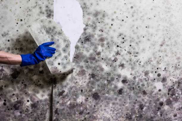 Best Mold Damage Repair  in Saw Creek, PA