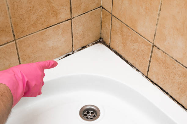 Professional Mold Removal in Saw Creek, PA